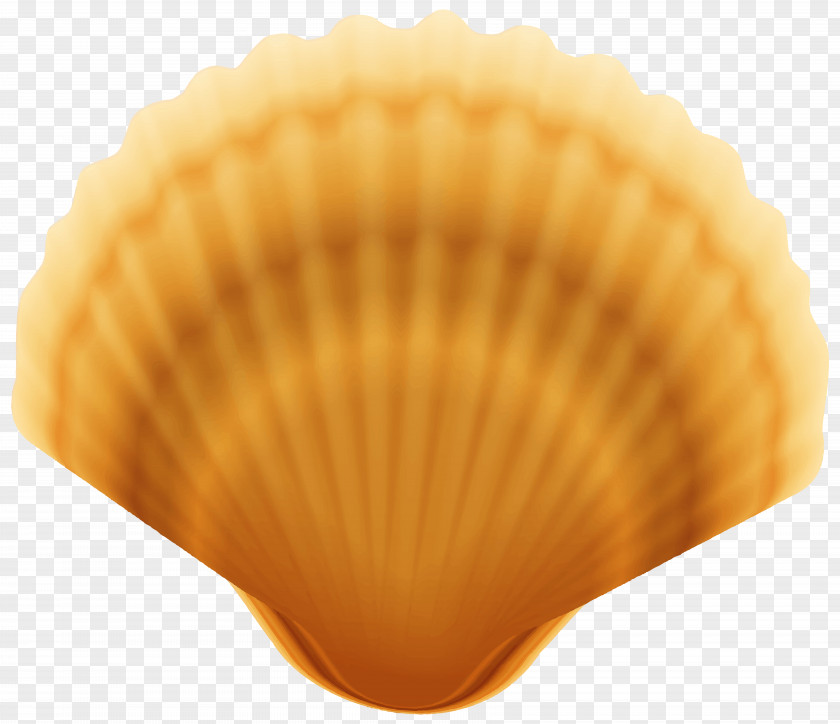 Clam Shell Transparent Image Cockle Scallop PNG