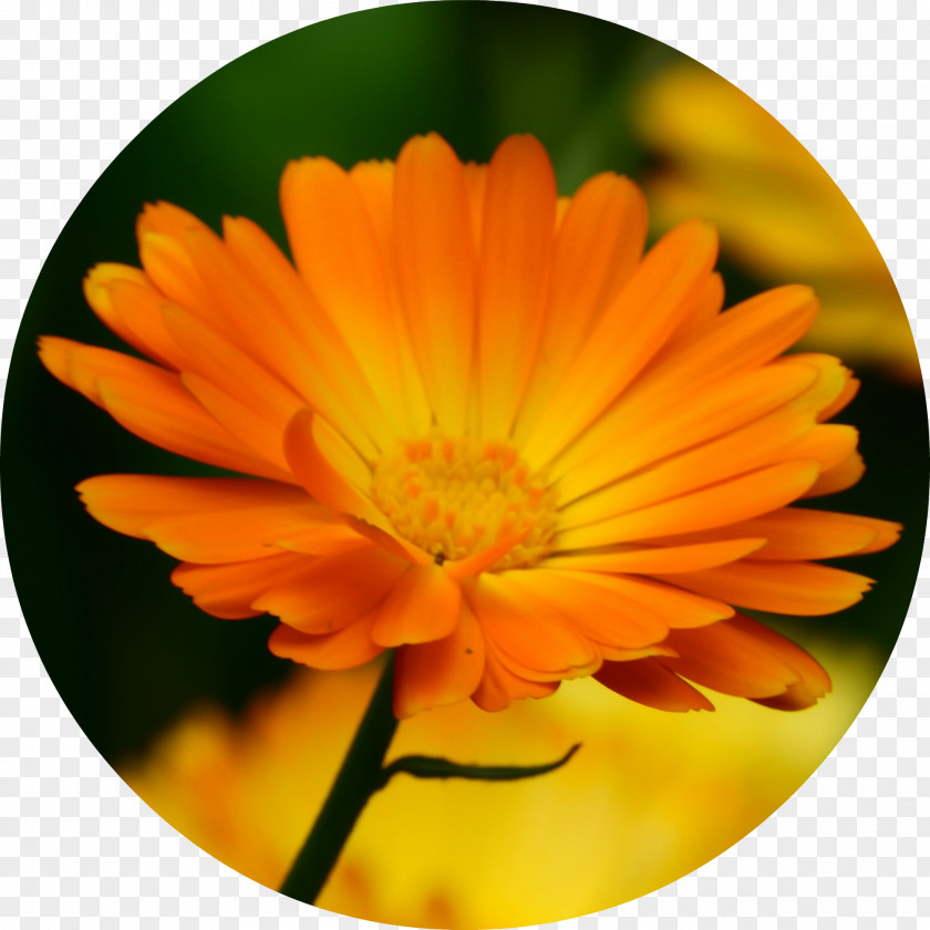 Essential Oil Calendula Officinalis Marigold Flower Herb PNG