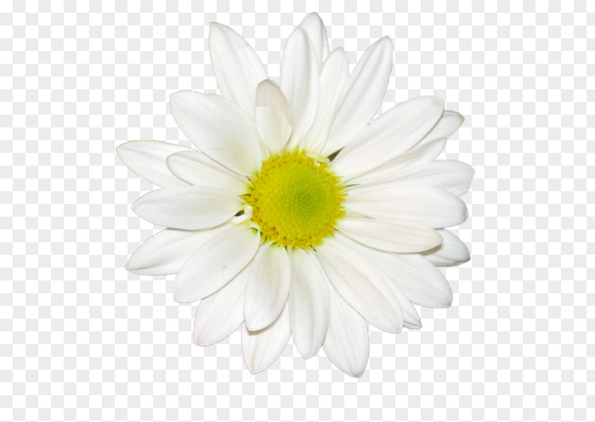 Fleur Blanche Common Daisy Chrysanthemum Tea White Oxeye PNG