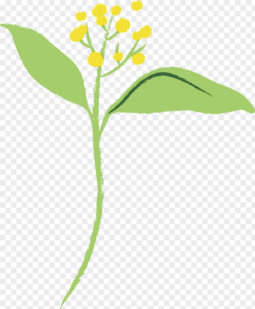 Flower Alpine Forget-me-not Plant Leaf Stem PNG