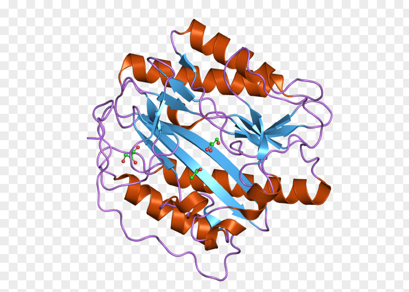 METAP1 Enzyme Aminopeptidase Clip Art PNG