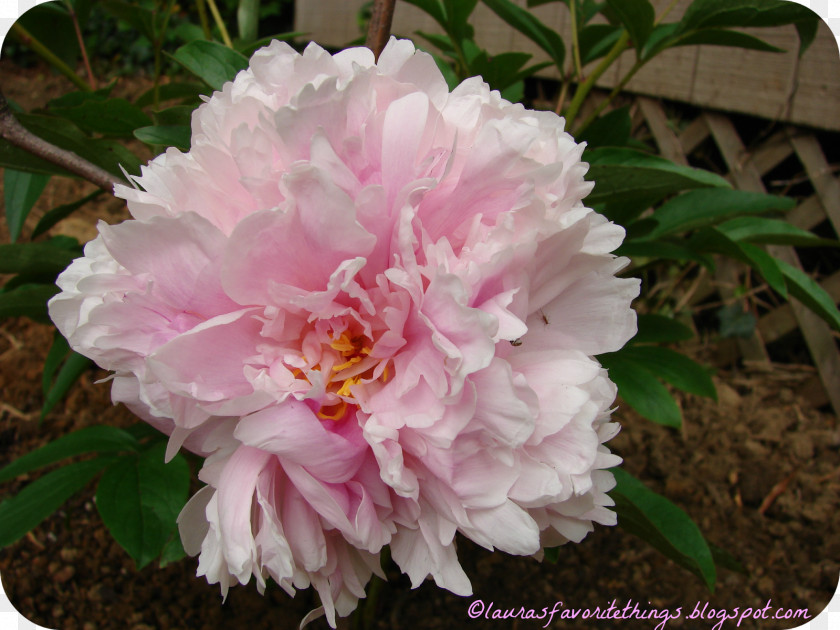 Chinese Herbaceous Peony Damask Rose Centifolia Roses Rosa Gallica Pink PNG