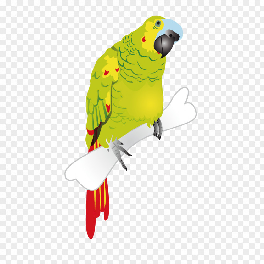 Green Parrot Parrothead Macaw Monk Parakeet PNG