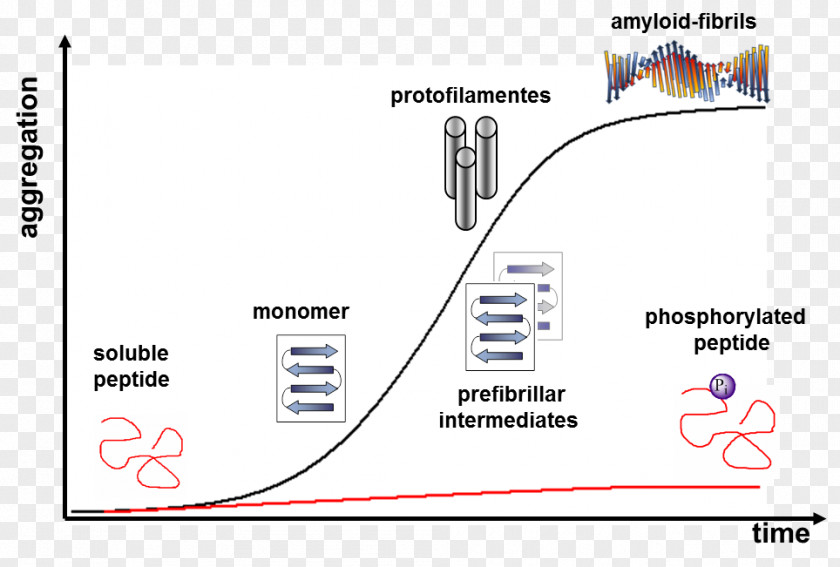 Link Aggregation Peptide Protein Phosphorylation Amyloid Conformational Isomerism PNG