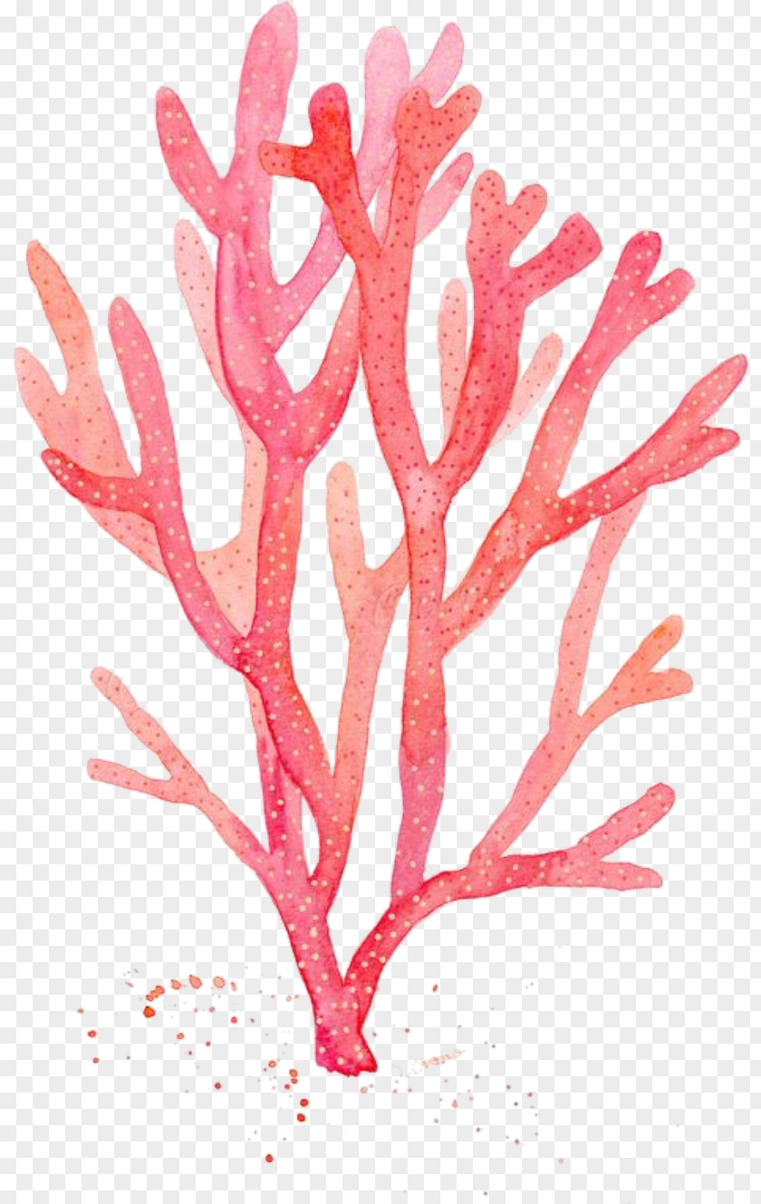 Painting Red Coral Watercolor Drawing Algae PNG