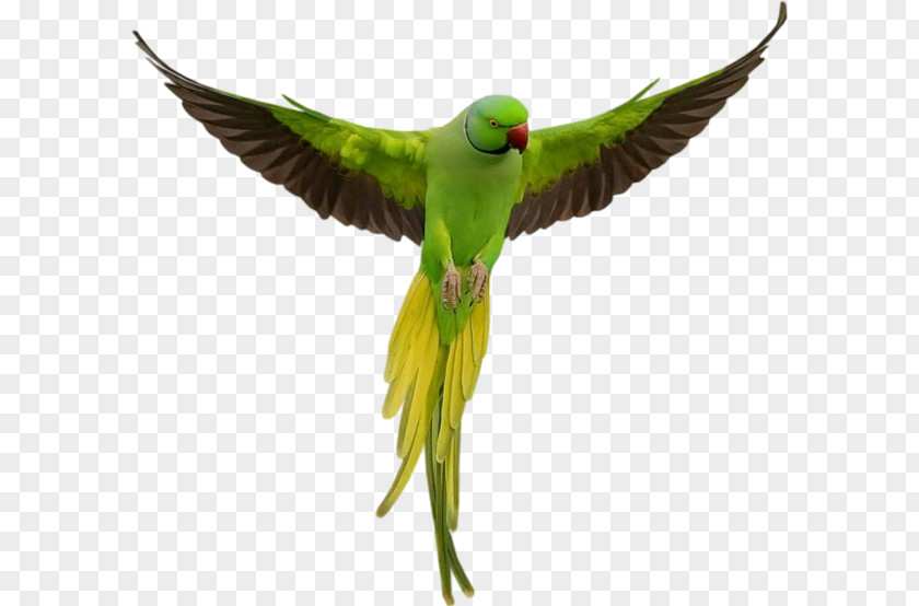 Parrot Bird Clip Art PNG