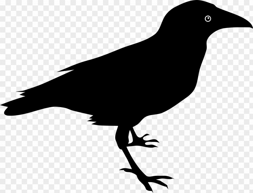 Raven The Common Clip Art PNG
