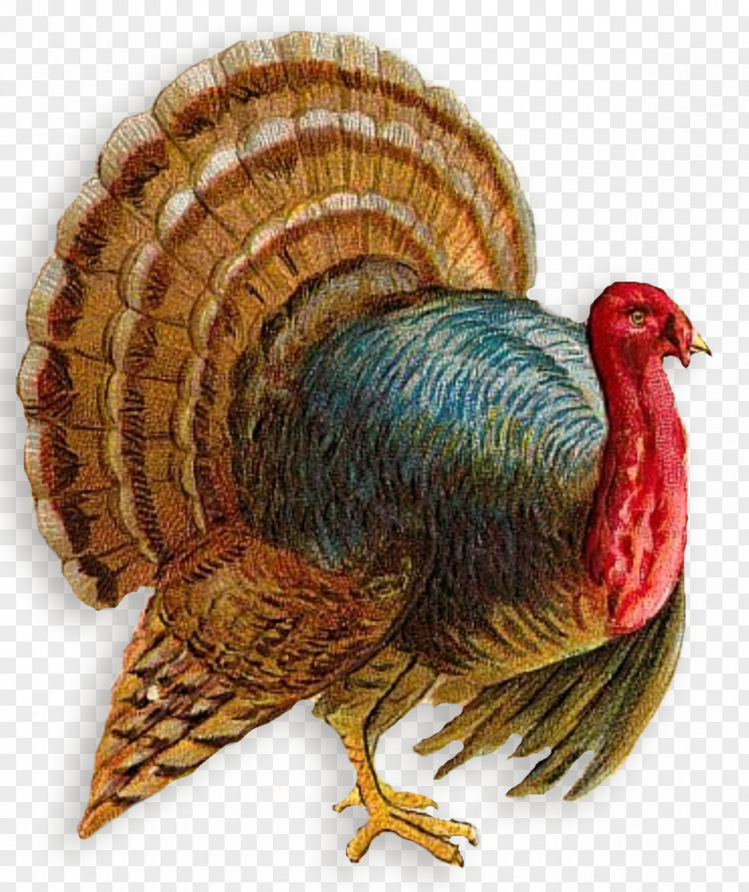 Thanks Giving Turkey Meat Clip Art PNG