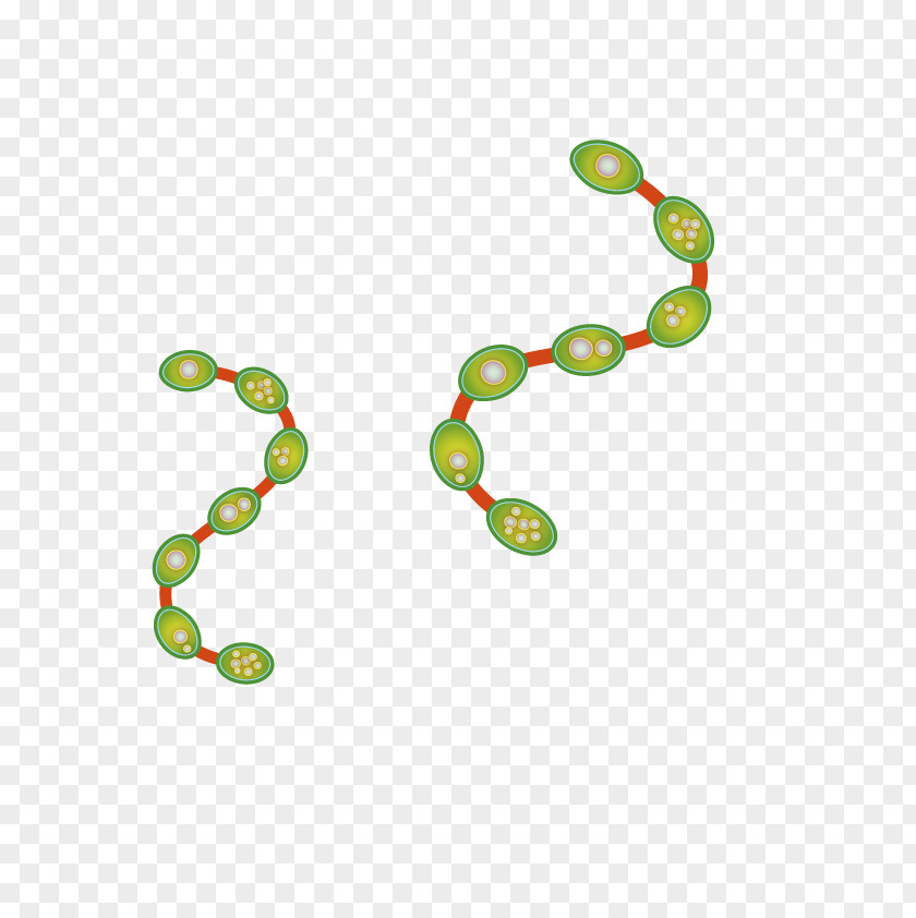 Vector Flora Chain Euclidean PNG