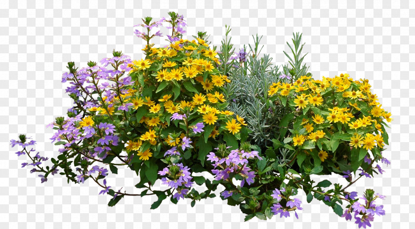 Flower Shrub Image Plants PNG