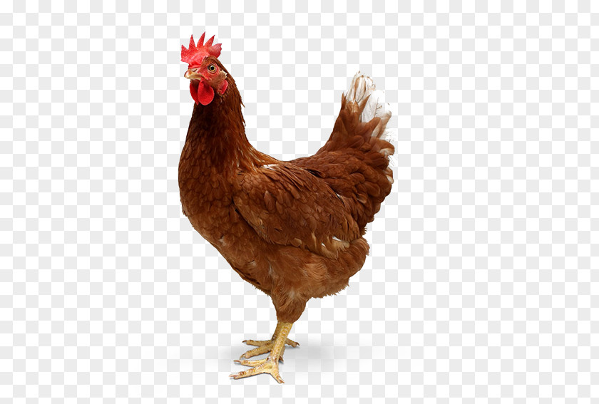 Hen Chicken Ayam Cemani Desktop Wallpaper Tandoori Roast PNG