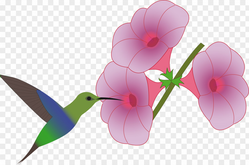 Humming Bird Hummingbird Flower Drawing Clip Art PNG