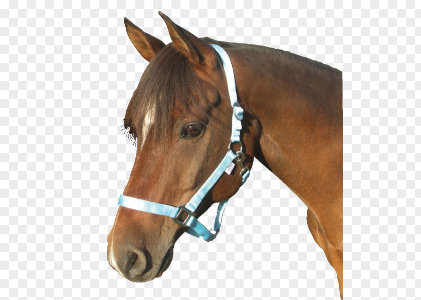 Mustang Halter Cob Foal Stallion Pony PNG