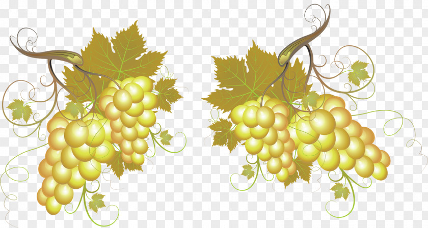 Wine Grape Information Clip Art PNG