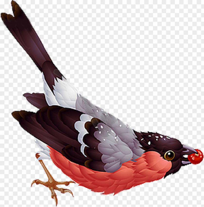 Birds Bird Eurasian Bullfinch Vecteur Clip Art PNG