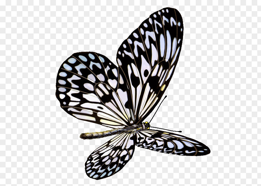 Butterfly Clip Art PNG