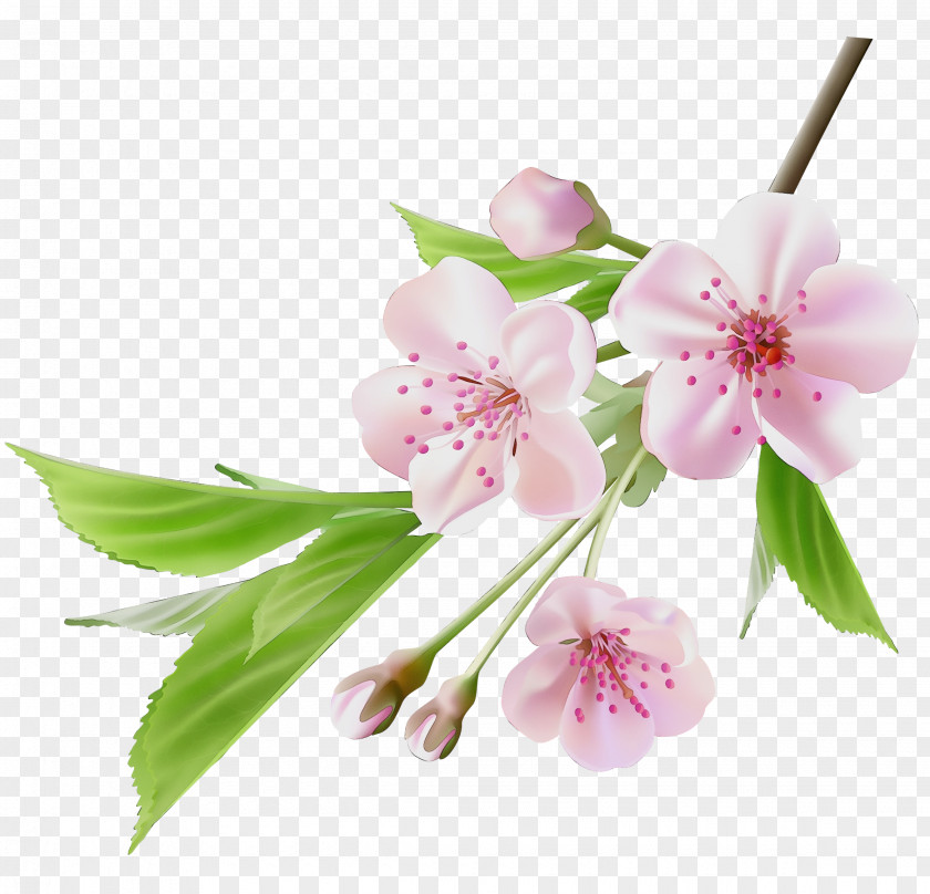 Cherry Blossom PNG