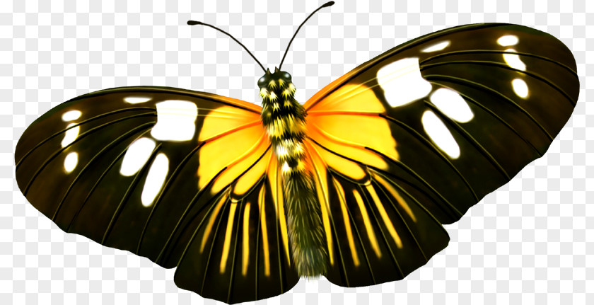 Cute Butterfly Yellow Insect PNG