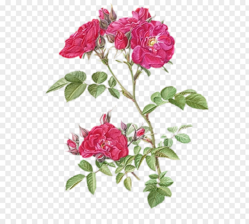 Flower Garden Roses Cabbage Rose Botany Floral Design PNG