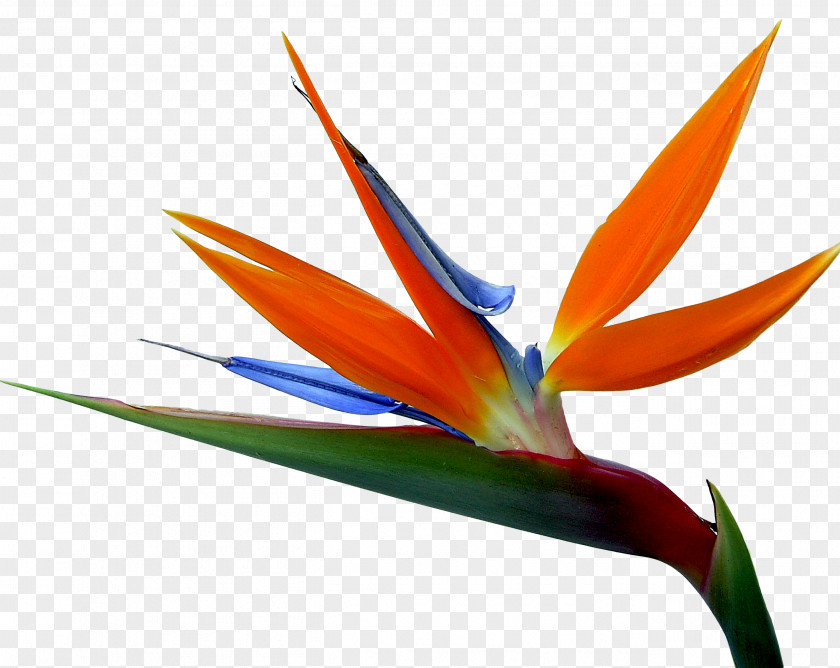 Hand-painted Flowers And Birds Bird-of-paradise Drawing Strelitzia Reginae Painting PNG