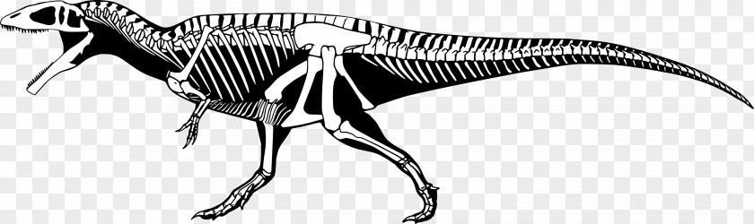 Skeleton Carcharodontosaurus Mapusaurus Giganotosaurus Tyrannosaurus Acrocanthosaurus PNG