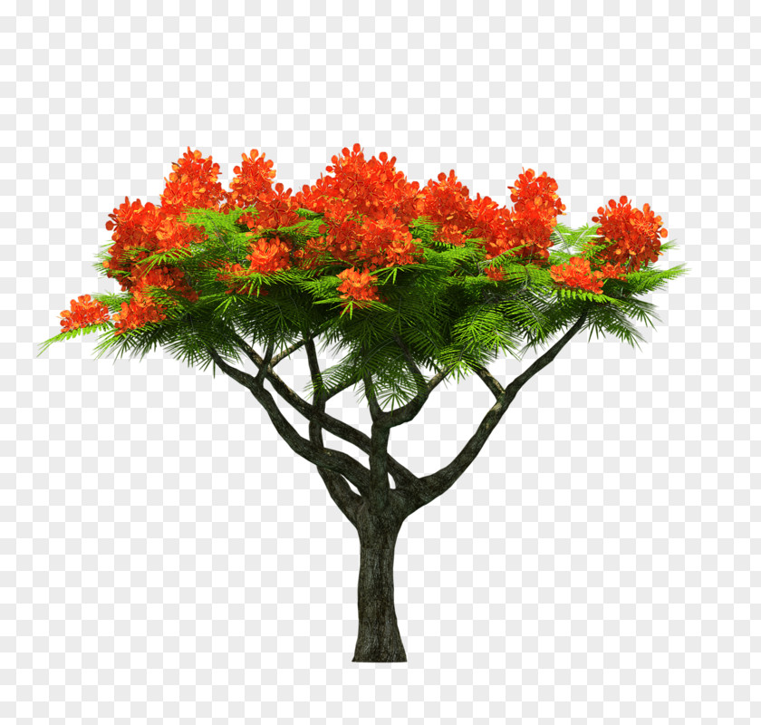 Tree Maple Clip Art PNG