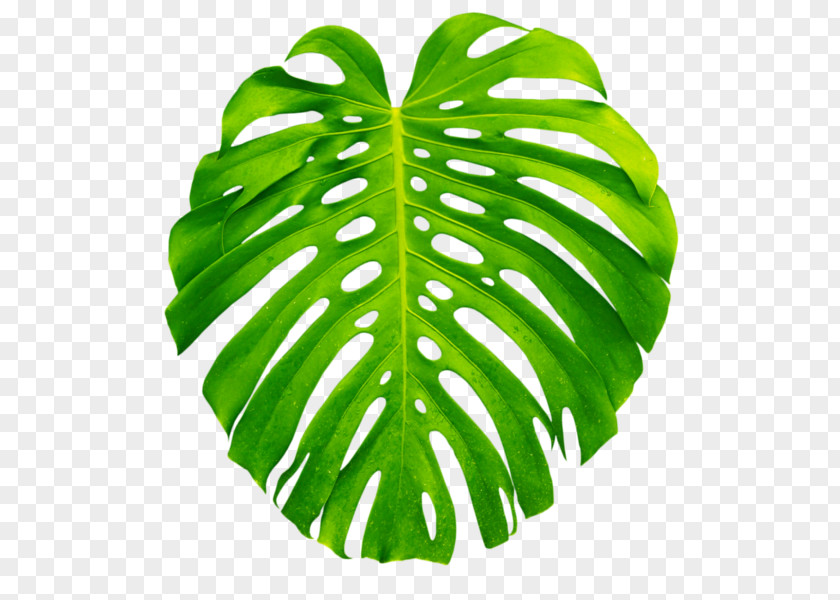 Tropical Plant Leaves Leaf Swiss Cheese PNG