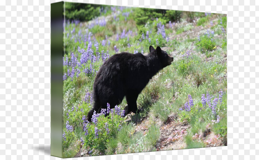 Bear American Black Fauna Wildlife PNG