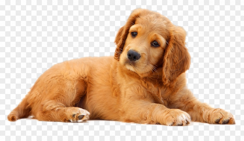 Dog Pet Puppy Cat PNG