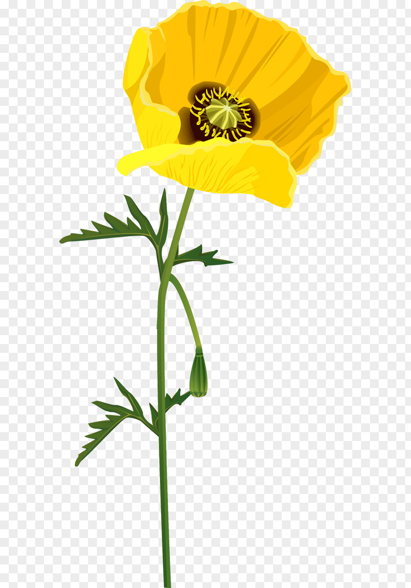 Flower Poppy Raster Graphics Clip Art PNG