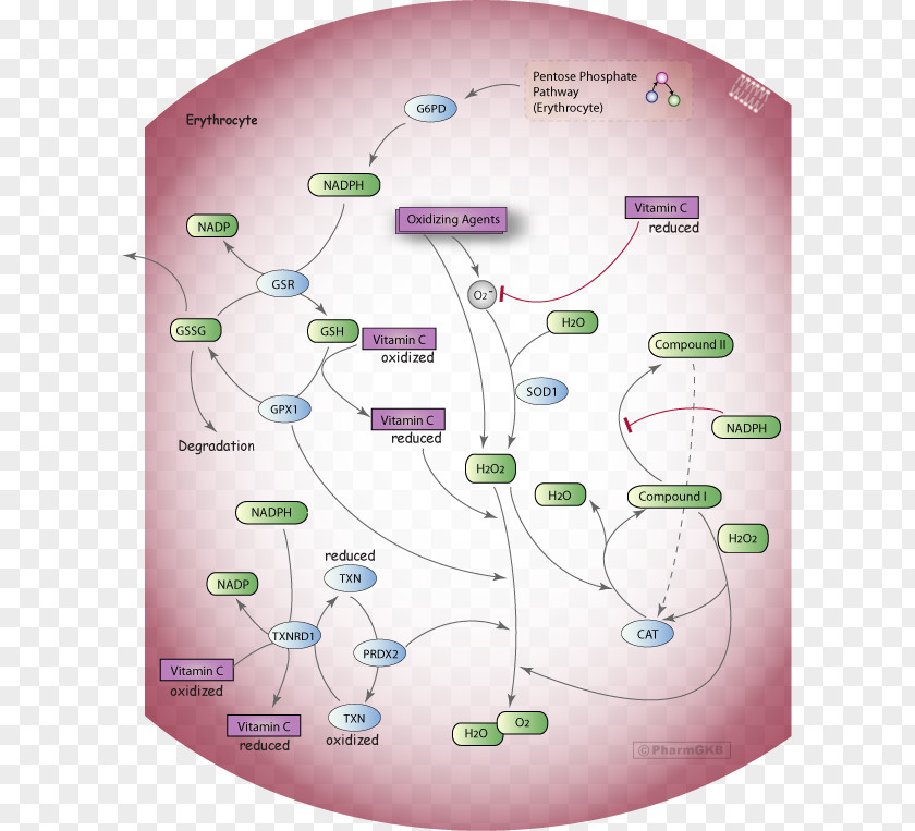Pathway Red Blood Cell Oxidative Stress Hydroxycarbamide Glucose-6-phosphate Dehydrogenase PNG