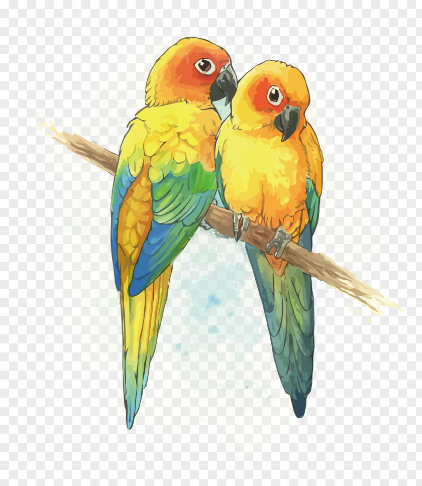 Vector Parrot Budgerigar Lovebird Lories And Lorikeets PNG