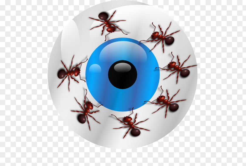 Ants Insect Invertebrate Pest Christmas Ornament Eye PNG