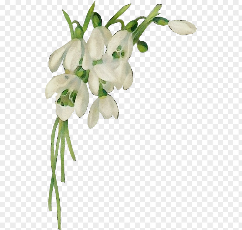 Artificial Flower Moth Orchid Flowers Background PNG