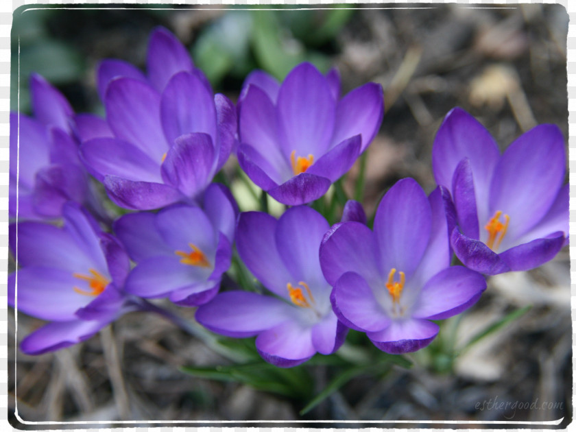 Crocus Violet Iridaceae Purple Flower PNG