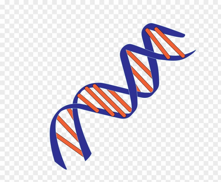 DNA Molecular Models Of Nucleic Acid Double Helix Genetics Base Pair PNG