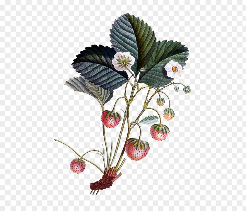 Fresh Strawberry Plants Botanical Illustration Drawing Watercolor Painting PNG