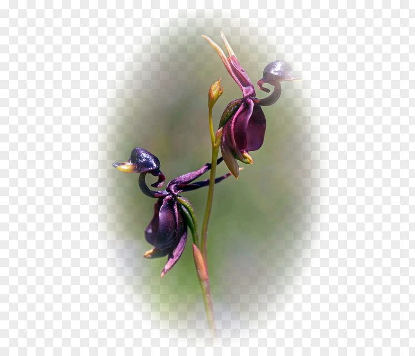 Large Duck Orchid Fly Caleana Flower Lady's-slipper PNG