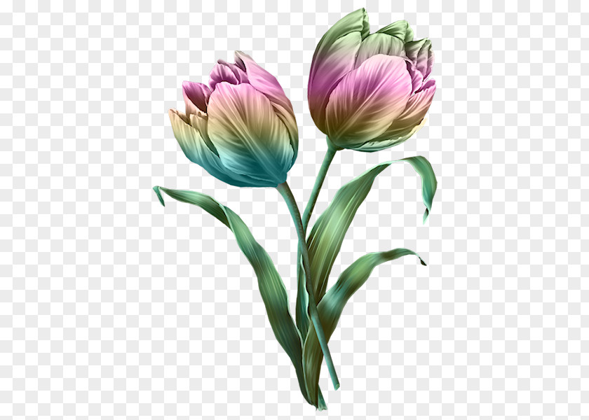 Tulip Cut Flowers Clip Art PNG