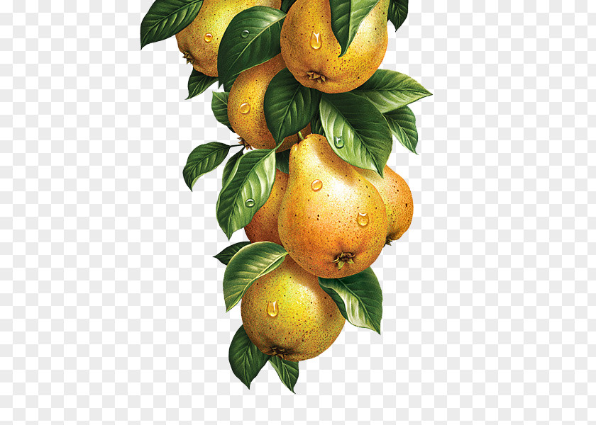 Yellow Pears Lemonade Fruit Vegetable Watercolor Painting Illustration PNG