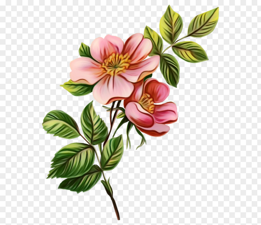 Clip Art Botanical Illustration Rose Flower PNG