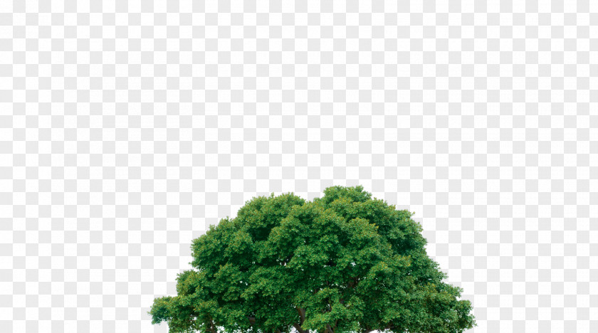 Cool Tree Desktop Wallpaper Image File Formats Clip Art PNG