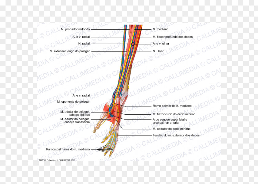 Hand Forearm Nerve Muscle Blood Vessel Muscular System PNG