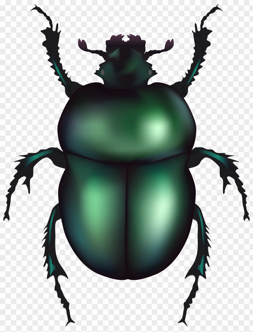 Insect Volkswagen Beetle Dung Clip Art PNG