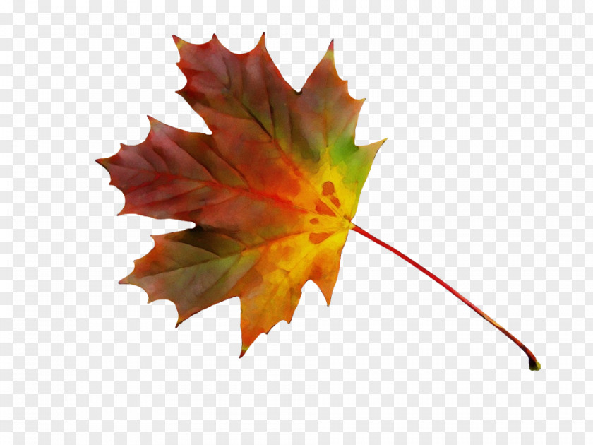 Maple Leaf Flag Of Canada Red Tree PNG