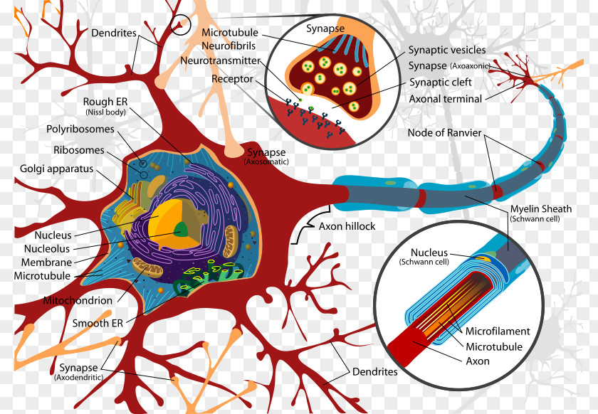 Physiology Cliparts Biological Psychology Biology Neuron Behavioral Neuroscience PNG