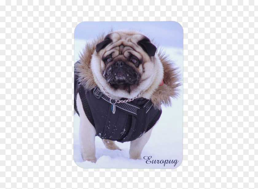 Puppy Pug IPhone 5 6 Dog Breed PNG