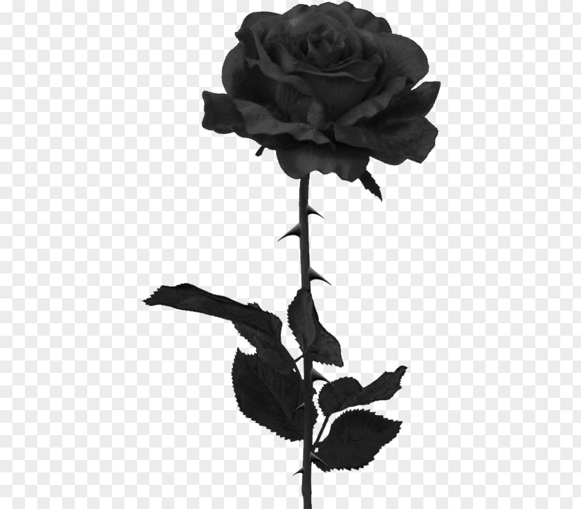 Rose Black And White Download Clip Art Image PNG