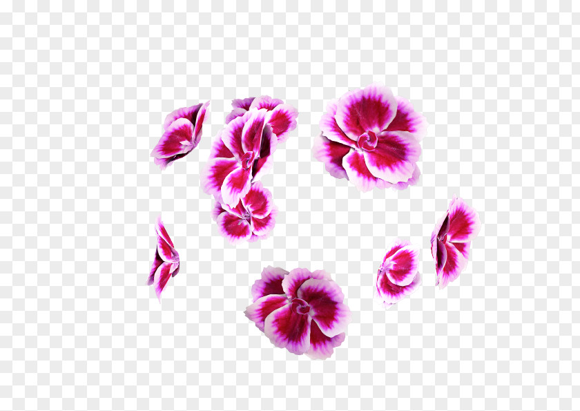Violet Carnation Pink M RTV Herbaceous Plant PNG