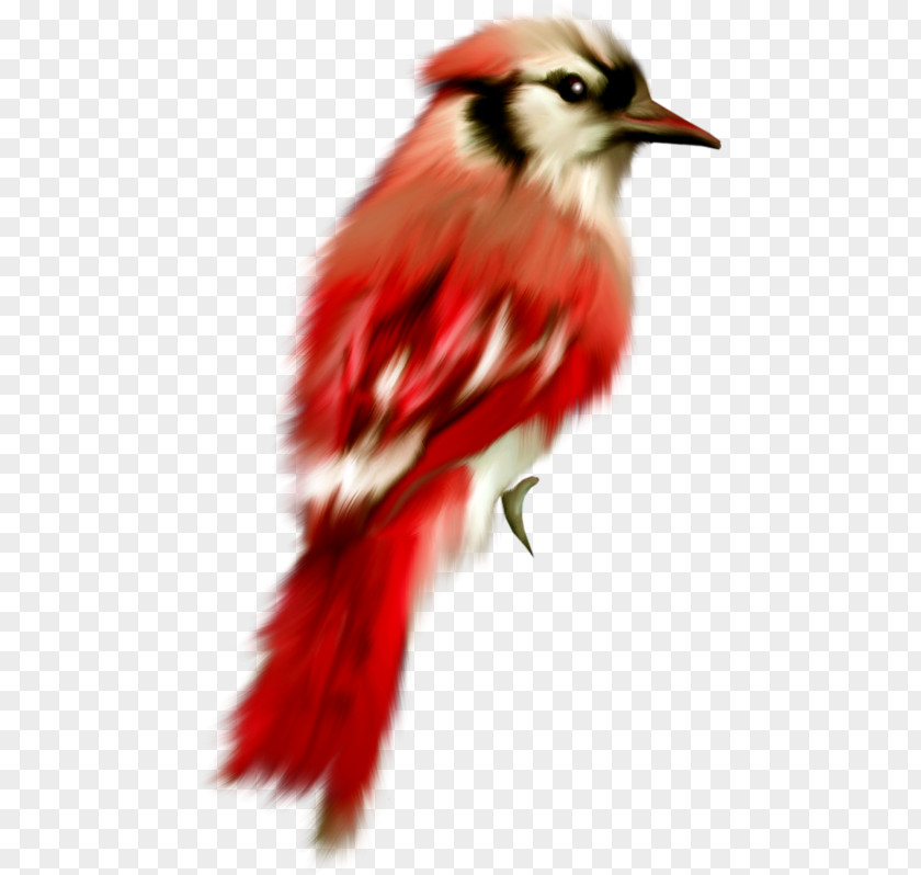 Bird Parrot Cygnini Oiseaux Tropicaux Drawing PNG